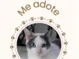 Catatau