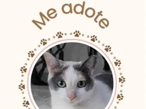Gato raça SRD idade 1 ano nome Catatau