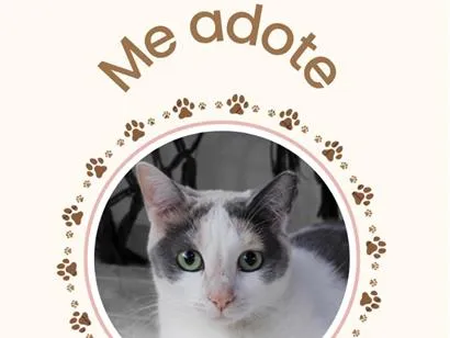 Gato raça SRD idade 1 ano nome Catatau