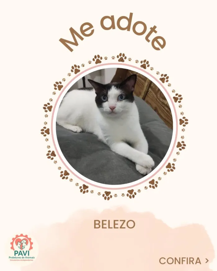 Gato raça SRD-ViraLata idade 2 anos nome Belezo
