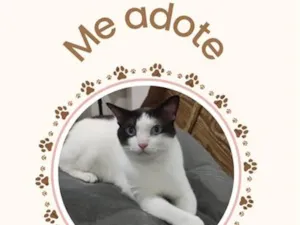 Gato raça SRD-ViraLata idade 2 anos nome Belezo