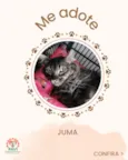 Juma
