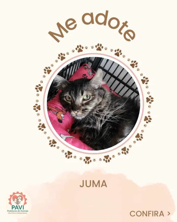 Gato raça SRD-ViraLata idade 1 ano nome Juma