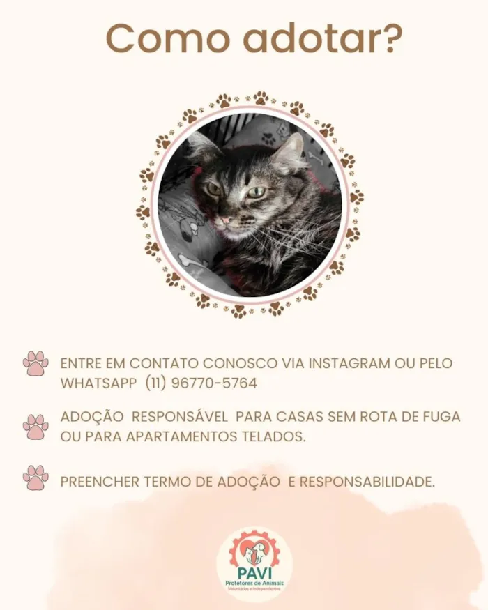 Gato raça SRD-ViraLata idade 1 ano nome Juma