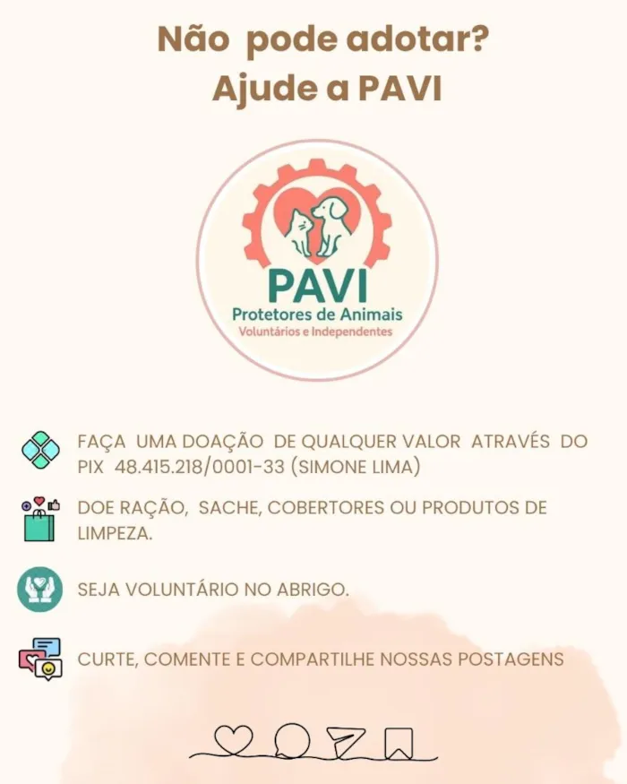 Gato raça SRD-ViraLata idade 1 ano nome Juma