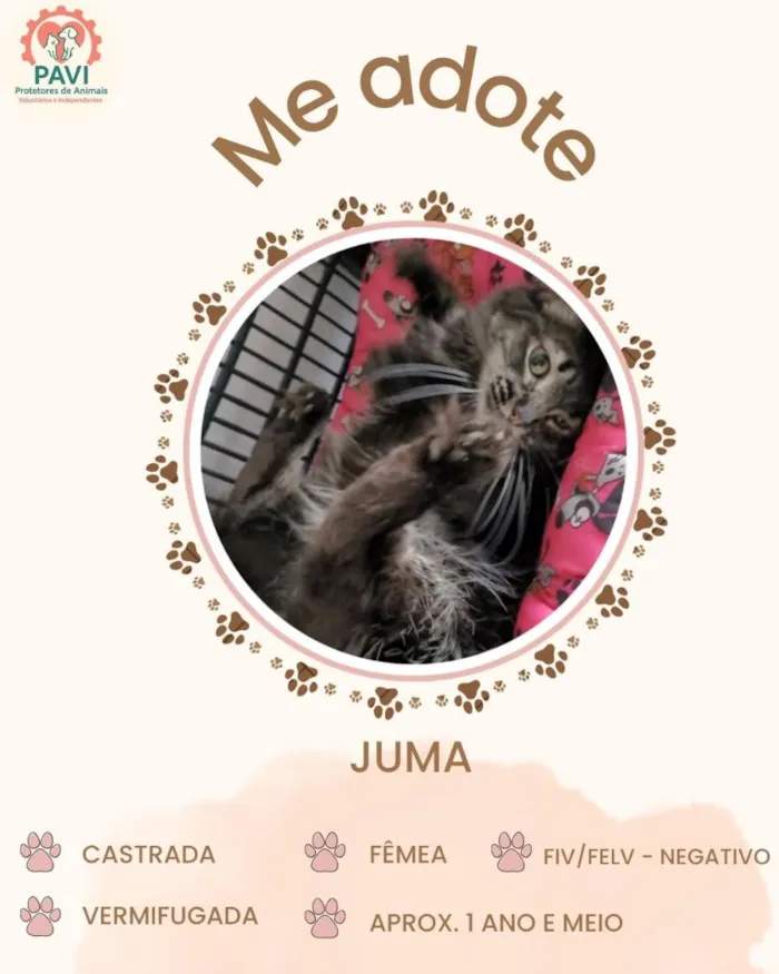 Gato raça SRD-ViraLata idade 1 ano nome Juma
