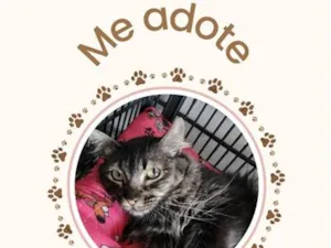 Gato raça SRD-ViraLata idade 1 ano nome Juma