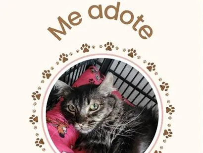 Gato raça SRD-ViraLata idade 1 ano nome Juma