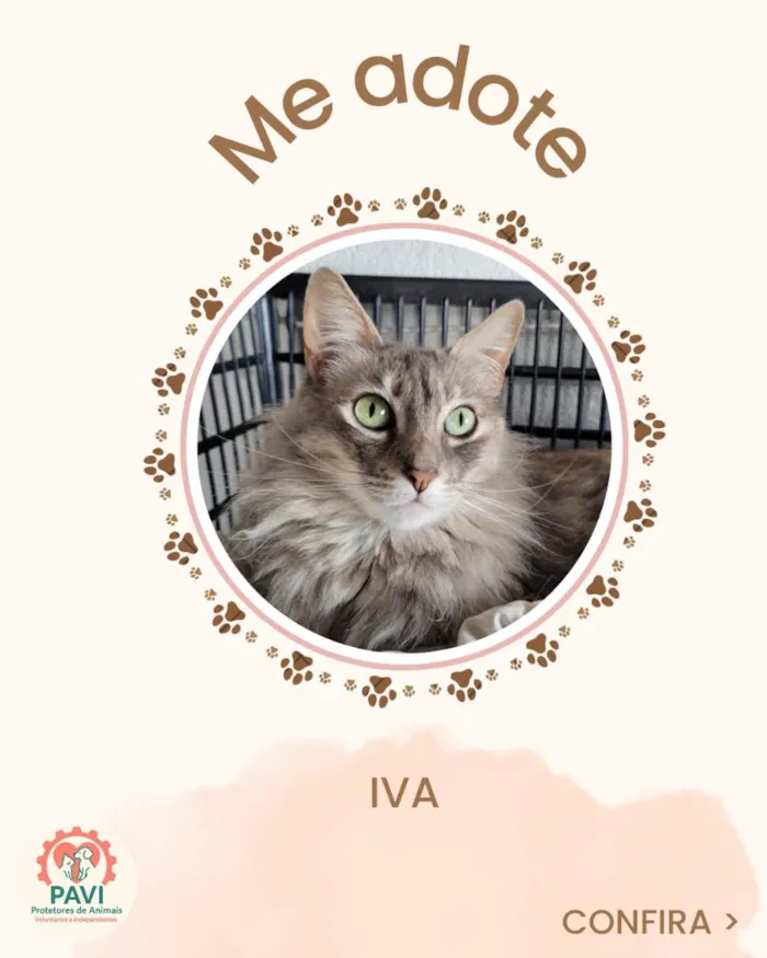 Gato raça SRD-ViraLata idade 1 ano nome IVA