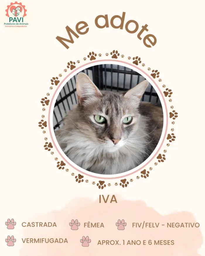 Gato raça SRD-ViraLata idade 1 ano nome IVA