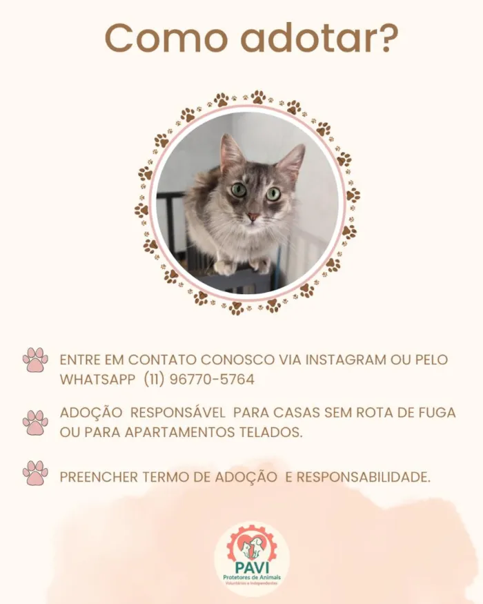 Gato raça SRD-ViraLata idade 1 ano nome IVA