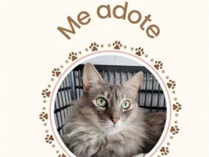 Gato raça SRD-ViraLata idade 1 ano nome IVA