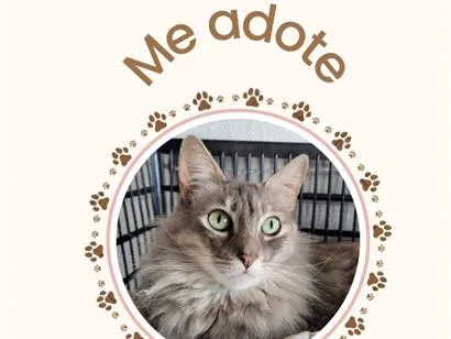 Gato raça SRD-ViraLata idade 1 ano nome IVA