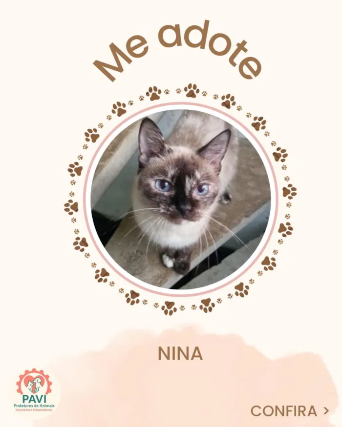 Gato raça SRD-ViraLata idade 6 ou mais anos nome Nina