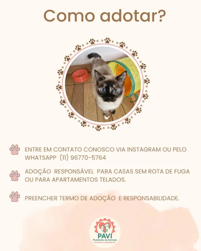 Gato raça SRD-ViraLata idade 6 ou mais anos nome Nina