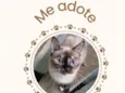 Nina