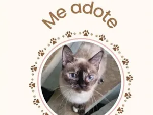 Gato raça SRD-ViraLata idade 6 ou mais anos nome Nina