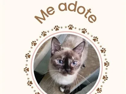 Gato raça SRD-ViraLata idade 6 ou mais anos nome Nina