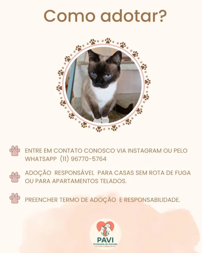 Gato raça SRD-ViraLata idade 5 anos nome SIMONINHA