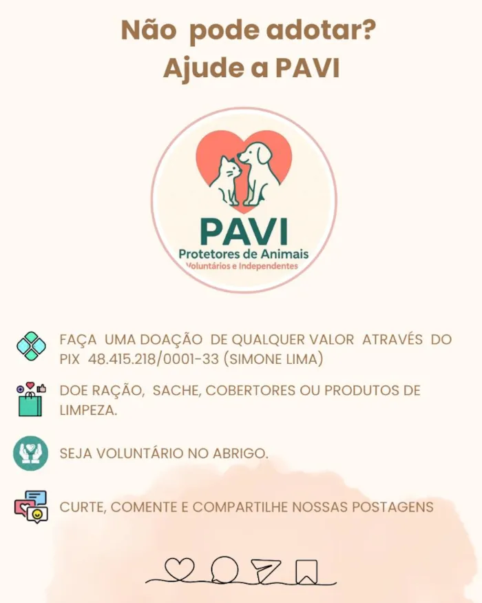 Gato raça SRD-ViraLata idade 5 anos nome SIMONINHA