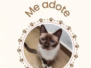 Gato raça SRD-ViraLata idade 5 anos nome SIMONINHA
