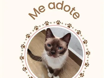 Gato raça SRD-ViraLata idade 5 anos nome SIMONINHA