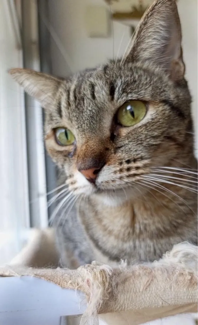 Gato raça SRD-ViraLata idade 2 anos nome LAURINHA