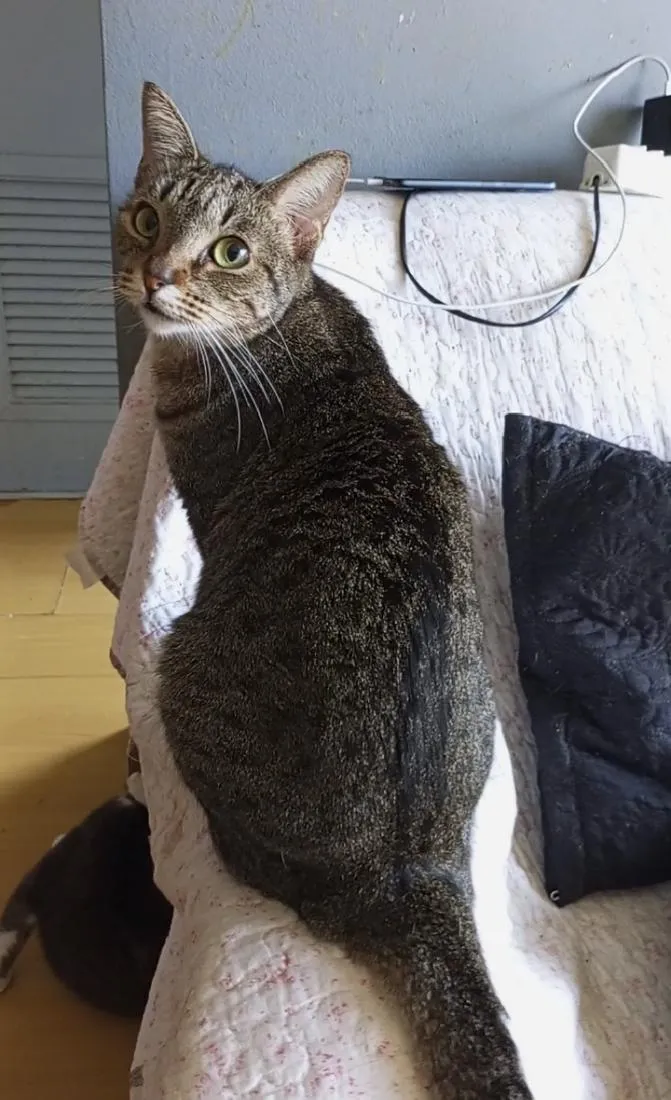 Gato raça SRD-ViraLata idade 2 anos nome LAURINHA