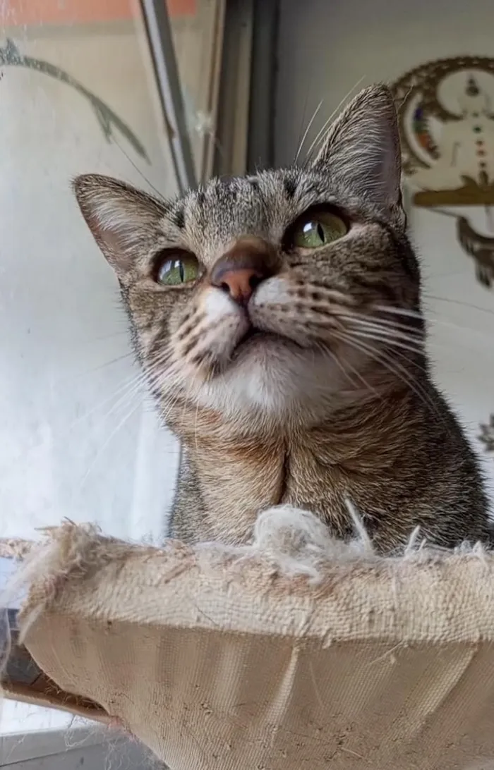 Gato raça SRD-ViraLata idade 2 anos nome LAURINHA