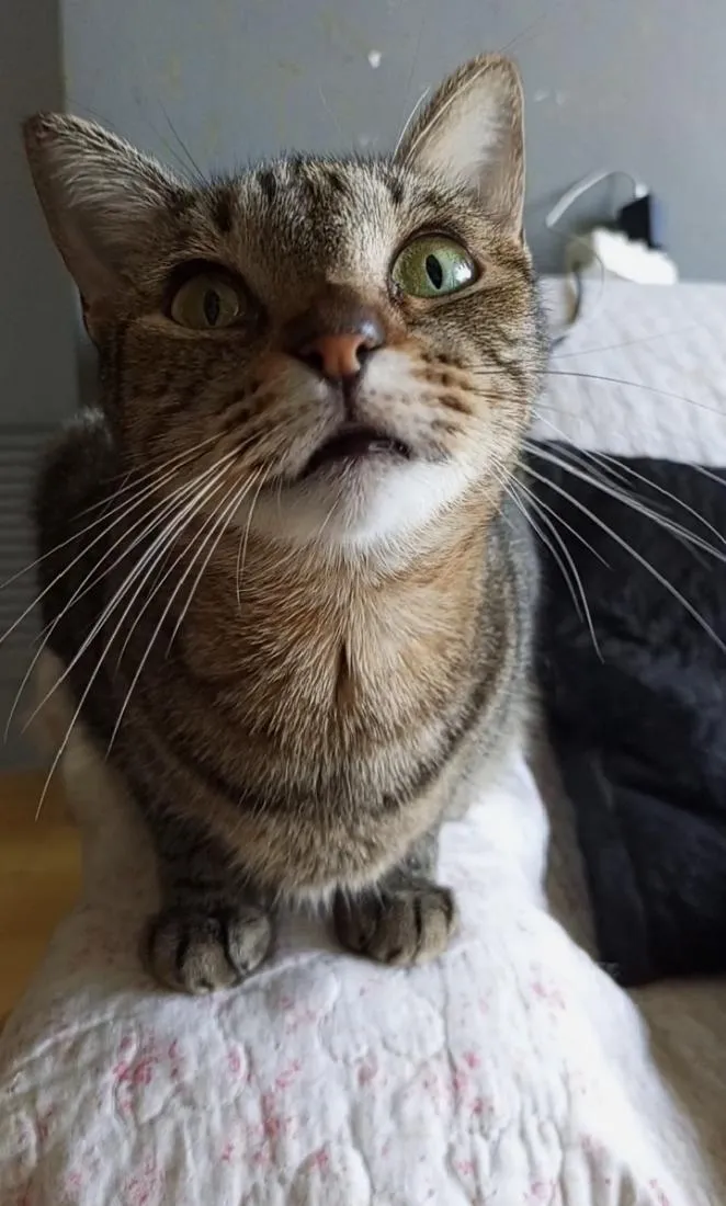 Gato raça SRD-ViraLata idade 2 anos nome LAURINHA