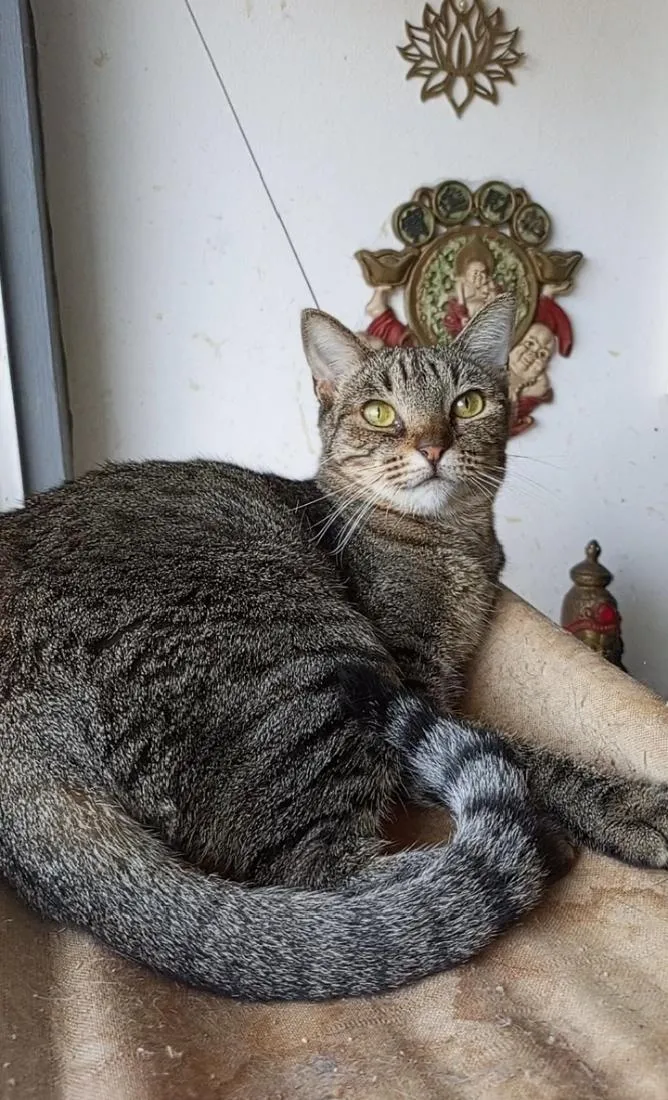 Gato raça SRD-ViraLata idade 2 anos nome LAURINHA