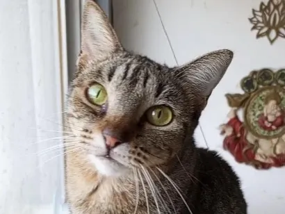 Gato raça SRD-ViraLata idade 2 anos nome LAURINHA