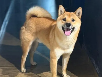 Cachorro raça SRD-ViraLata idade 1 ano nome Luffy