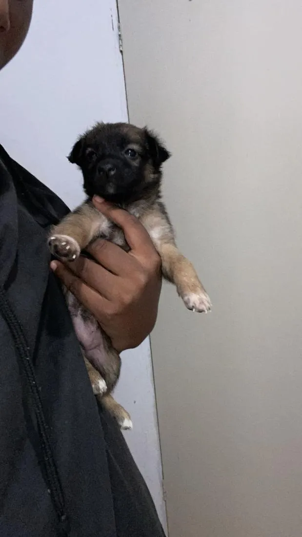 Cachorro raça SRD-ViraLata idade 2 a 6 meses nome kira
