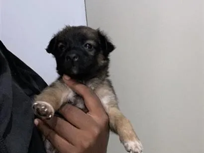 Cachorro raça SRD-ViraLata idade 2 a 6 meses nome kira
