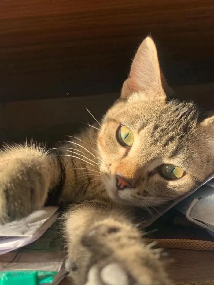 Gato raça SRD-ViraLata idade 2 a 6 meses nome Kiara