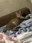Kiara