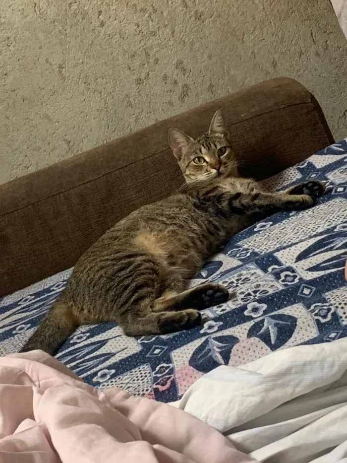 Gato raça SRD-ViraLata idade 2 a 6 meses nome Kiara