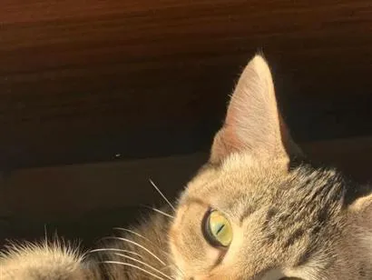 Gato raça SRD-ViraLata idade 2 a 6 meses nome Kiara