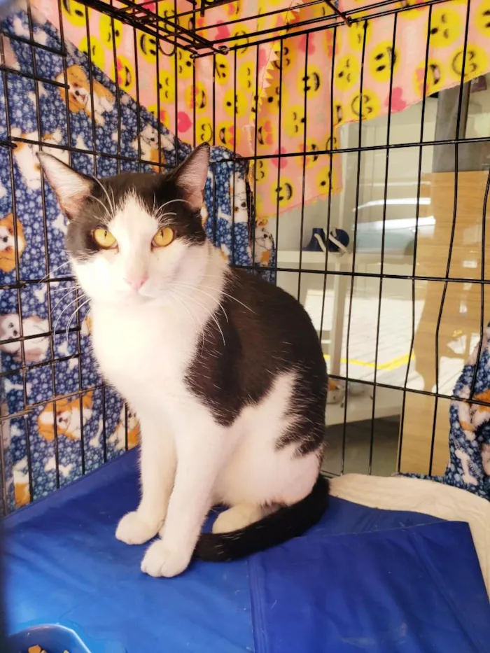 Gato raça SRD-ViraLata idade 3 anos nome Alfredo