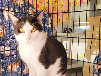 Gato raça SRD-ViraLata idade 3 anos nome Alfredo