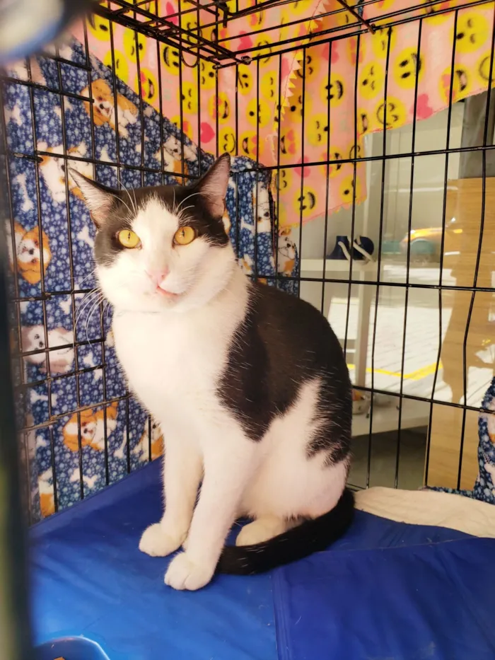 Gato raça SRD-ViraLata idade 3 anos nome Alfredo