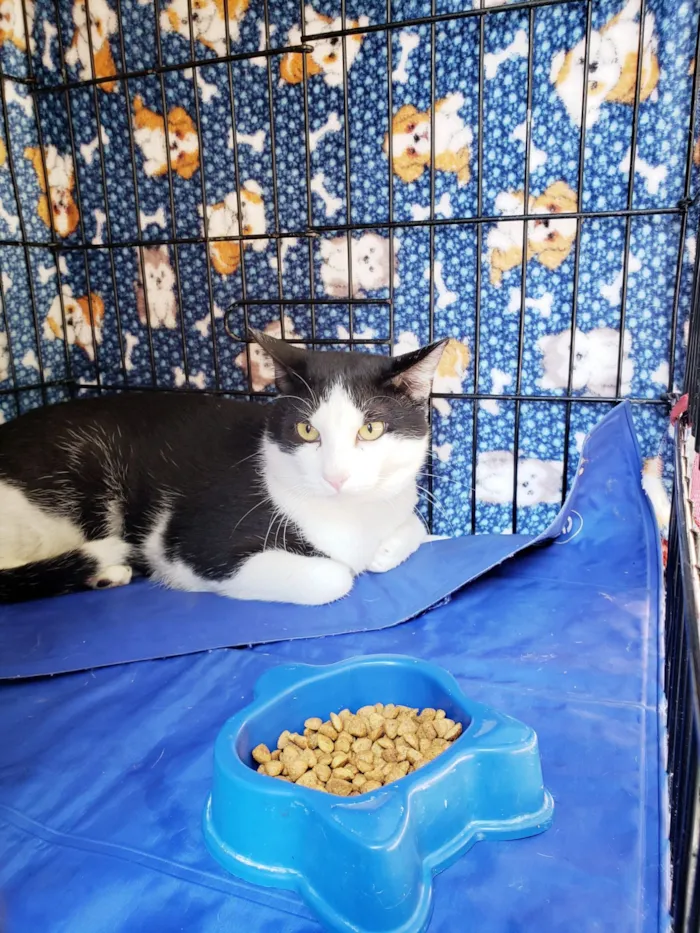Gato raça SRD-ViraLata idade 3 anos nome Alfredo