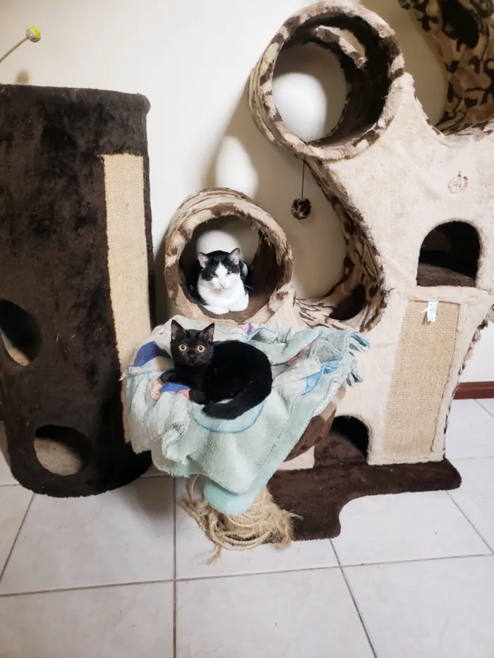 Gato raça SRD-ViraLata idade 3 anos nome Alfredo
