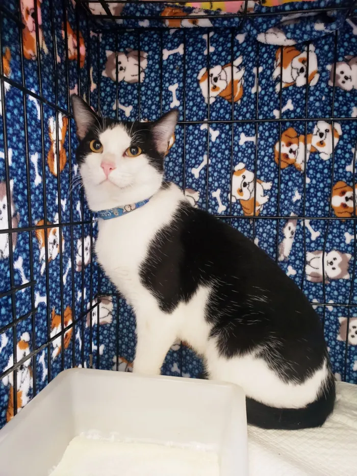 Gato raça SRD-ViraLata idade 3 anos nome Alfredo