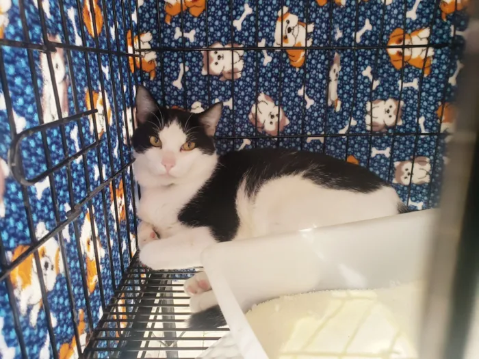 Gato raça SRD-ViraLata idade 3 anos nome Alfredo