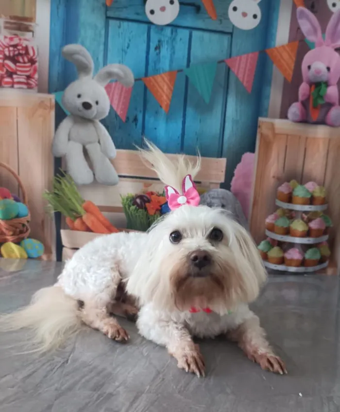 Cachorro raça Maltês idade 2 a 6 meses nome Luma