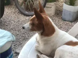 Cachorro raça Pinscher idade 4 anos nome Bruce