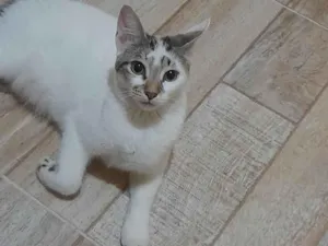 Gato raça SRD-ViraLata idade 2 a 6 meses nome Mya