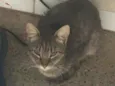 faisca